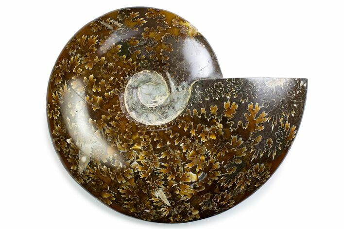 Polished Ammonite (Cleoniceras) Fossil - Madagascar #375921